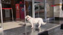 Strpljivi pas danima je čekao vlasnika ispred bolnice