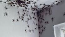 Invazija paukova: Scena kao iz horor filmova