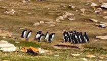 O čemu li pričaju ove dvije grupe pingvina?