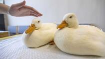 Zbog ptičije gripe u Francuskoj eutanazirano dva miliona pataka
