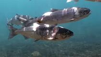 “Strašno je gledati”: Toplotni val doslovno skuhao losose u rijekama