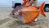 Rijetka riba teška 45 kilograma nasukala se na obalu