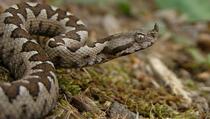 Naučnici od zmijskog otrova napravili ljepilo koje za 45 sekundi zaustavlja krvarenje