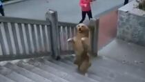Mnogi ljudi mu zavide na držanju: Pogledajte kako se pas popeo uz stepenice