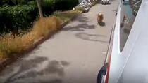 Dirljiv video: Vjerni pas trčao za vozilom Hitne pomoći