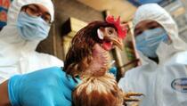 Zbog ptičijeg gripa uklonjena živina na deset farmi na Kosovu