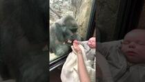 Žena sa bebom došla u zoološki vrt, oduševila reakcija gorile
