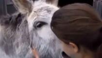 Pogledajte emotivni susret magarca i djevojčice koja ga je othranila