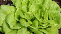 Ovo su ljekovita svojstva zelene salate koja biste trebali znati