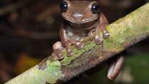 Otkrivena nova vrsta: "Čokoladna žaba" pronađena u močvarama Nove Gvineje