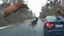 BMW naletio na krdo jelena, ovako je taj susret završio