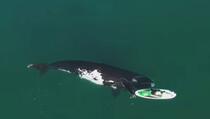 Bliski susret morskog kita i žene na jet skiju