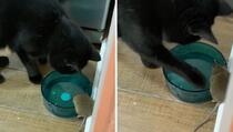 Šokirani gazda sve snimio: Umjesto da ulovi, mačak Simon se sprijateljio s mišem