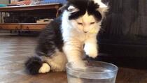 Ovaj mačak ima neobičan ritual prije nego što popije vodu