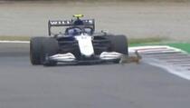 Bolid Formule 1 je brz, ali zec je brži: Pogledajte kako je Latifi zamalo udario životinju na stazi