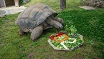Tuki, najstarija kornjača u Turskoj proslavila 102. rođendan