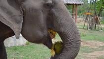 Slon nakon nekoliko pokušaja surlom dohvatio voćku s drveta pa zaradio aplauz
