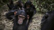 Pogledajte za šta čimpanze upotrebljavaju insekte