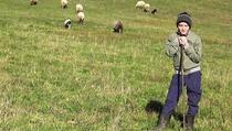 Dječak Adnan džeparac troši kako bi proširio svoje stado ovaca, njegova priča oduševila regiju