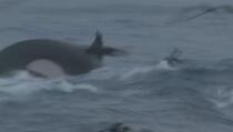 Prvi put snimljen napad orki na najveću životinju na zemlji