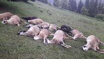 “Golfom” uletio u stado, ubio 17 ovaca i dva psa, povrijeđen i čobanin