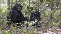 Čimpanze iz prašume prvi put uočene kako kopaju bunare