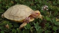 Beba džinovske kornjače prva albino svoje vrste rođena u zoološkom vrtu