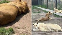 Meksiko: Izgladnjeli lavovi u zoološkom prinuđeni da "proždiru sami sebe", vlasnik pobjegao