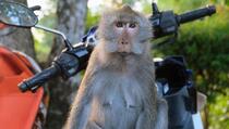 Majmun terorizira gradić: Provaljuje u kuće i napada stanovnike Japana