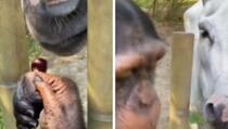 Čimpanza nudi trešnje magarcu