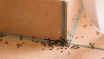 Trikovi koji će vam pomoći da se riješite mrava zauvijek
