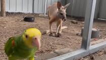 Papagaj kljunom otvorio kavez i pustio kengura na slobodu