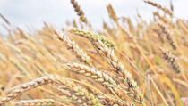 Ukrajina bi mogla izvesti 60 miliona tona žitarica