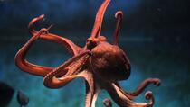 Otkrivena čudna sličnost između mozga hobotnica i ljudi: Možda su zato tako pametne