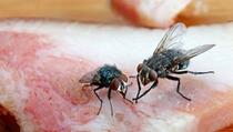 Dosadne kućne muhe vole vrućinu: Evo kako ih ljeti možete držati dalje od svog doma