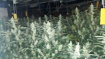 Sveçla: U akciji na sjeveru Kosova otkrivena laboratorija za uzgoj marihuane