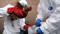 Za tri mjeseca uništeno 120.000 komada živine zbog ptičijeg gripa