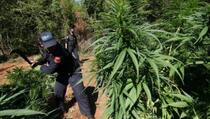INSTAT: 29% svih osuđenih u Albaniji je zbog droge