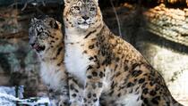 Procjenjuje se da oko Mount Everesta živi više od 100 snježnih leoparda