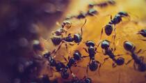 Naučno istraživanje: Mravi po mirisu mogu detektovati kancerogene ćelije kod ljudi