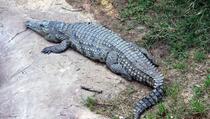 Viralni video otkriva cijelog aligatora u želucu burmanskog pitona na Floridi