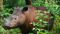 Rogovi nosoroga postali su kraći, evo i zašto