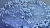 Zbunjujući snimak prikazuje kako se stado ovaca kreće u krug već danima u kontinuitetu