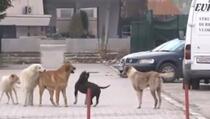Beqiri: Psi lutalice na Kosovo dolaze iz Srbije