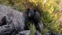 Snimio borbu za sopstveni život: Medvjed napao čovjeka