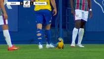 Papagaj prekinuo utakmicu u Portugalu, neuspješno ga ganjali po terenu