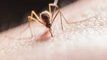 Znate li zašto ne osjetite ubod komarca