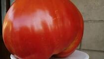 Ovo je istina o tome zašto paradajz više nema ukus: Šokiraće vas podatak