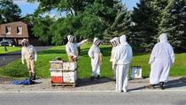 Pet miliona pčela palo s kamiona, vozač uboden više od sto puta
