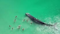 Nasukao se na plaži: Uginuo kit koji je plivao sa kupačima